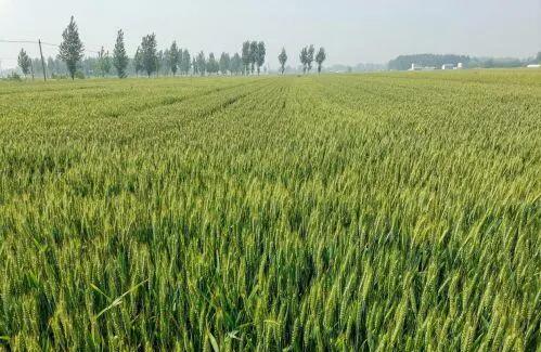 小滿小滿 麥粒漸滿！我國夏糧豐收在望
