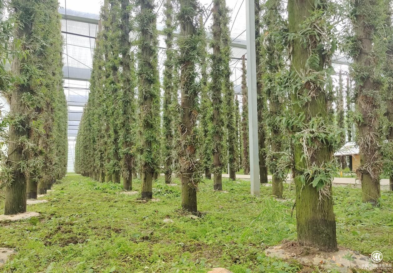 甘御蘭鐵皮石斛，構(gòu)建大健康產(chǎn)業(yè)體系