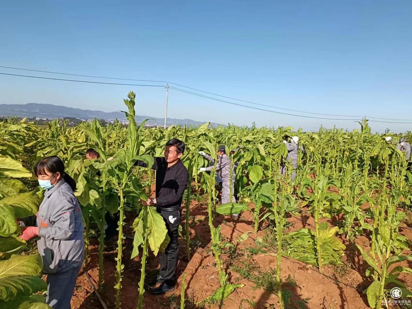 把霜凍造成的損失降到最低  ——澠池縣煙草專(zhuān)賣(mài)局（分公司）抗災(zāi)救災(zāi)側(cè)記