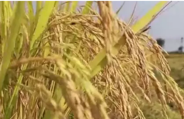 超1.3萬億斤，彰顯中國飯碗分量——數(shù)評新時(shí)代中國經(jīng)濟(jì)歷史性躍升