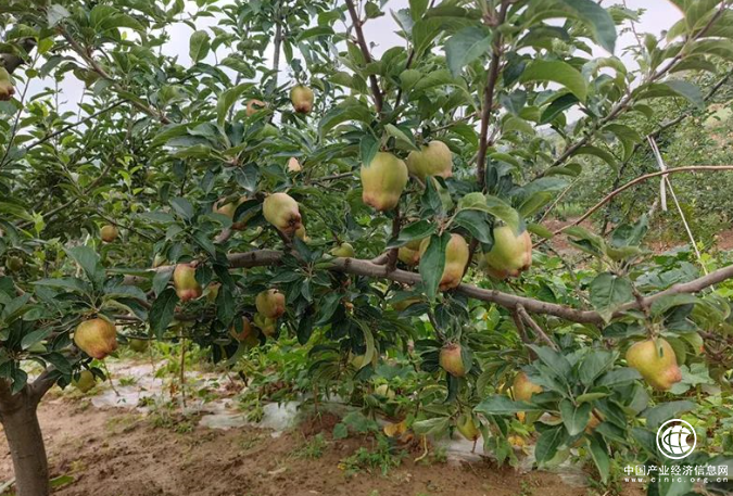 中華財(cái)險(xiǎn)創(chuàng)新“保險(xiǎn)+期貨”服務(wù)模式，保障果農(nóng)利益