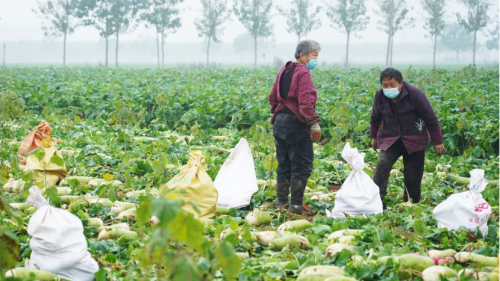 鄭州農(nóng)戶60余萬斤蘿卜滯銷，拼多多愛心助力