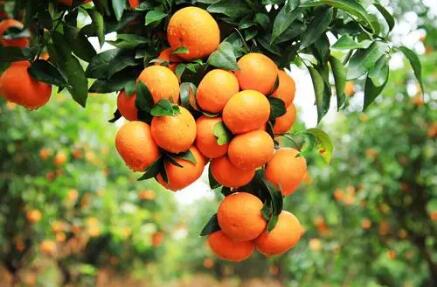 年產(chǎn)量占全國(guó)1/5，年產(chǎn)值超百億元 武鳴沃柑為何這么牛