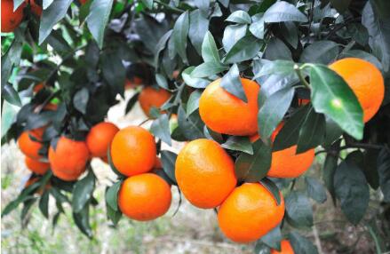 小沃柑串起百億元產(chǎn)業(yè)鏈——“中國(guó)沃柑之鄉(xiāng)”廣西武鳴采訪見(jiàn)聞