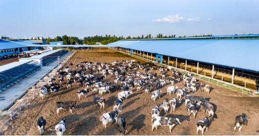 乳業(yè)如何助力鄉(xiāng)村振興？蒙牛給出五大可行解