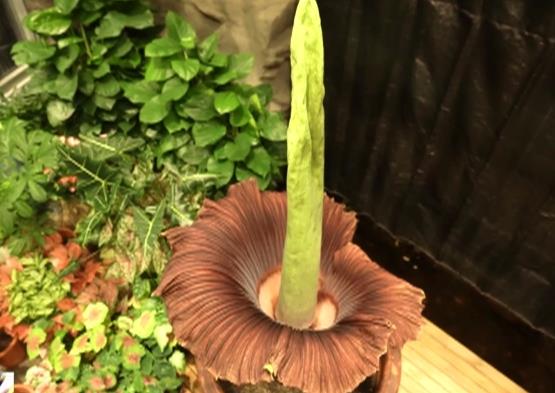 我國首個國家植物園設(shè)立一周年 植物保護收集取得新進展