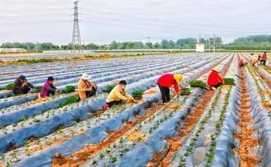 河南柘城：產(chǎn)業(yè)引來人氣 人氣帶動(dòng)經(jīng)濟(jì)