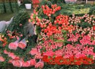 暑期游、避暑游帶動斗南花市消費 日銷鮮花近3千萬枝