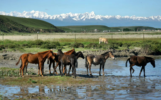 “中國(guó)天馬之鄉(xiāng)”的新跨越