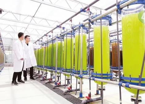我國率先實現(xiàn)“藻蛋白”工業(yè)化生產
