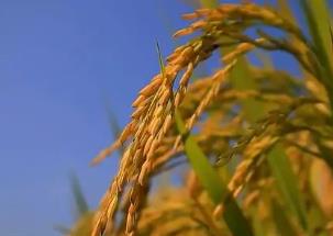 國際糧價持續(xù)上漲 對國內(nèi)糧食市場有何影響？