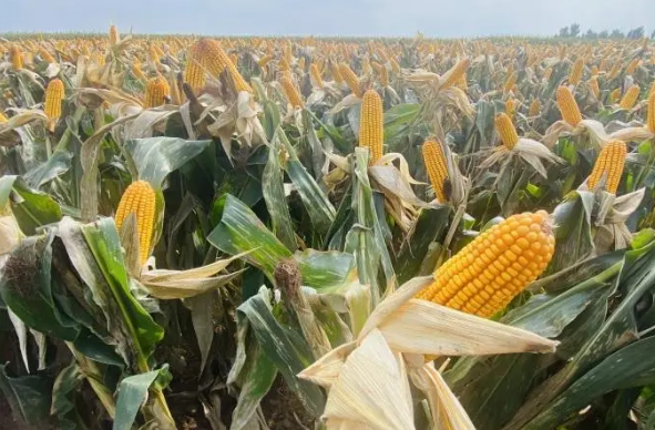 吉林四平：擦亮“中國(guó)優(yōu)質(zhì)玉米之都”招牌