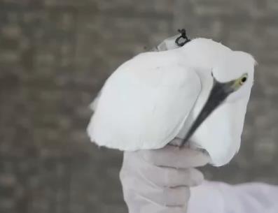 科學(xué)家首次為候鳥(niǎo)安裝北斗衛(wèi)星定位裝置 為候鳥(niǎo)遷徙保駕護(hù)航