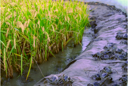 “中國(guó)稻蟹之鄉(xiāng)”盤(pán)錦從“賣(mài)好米”走向“賣(mài)好價(jià)”