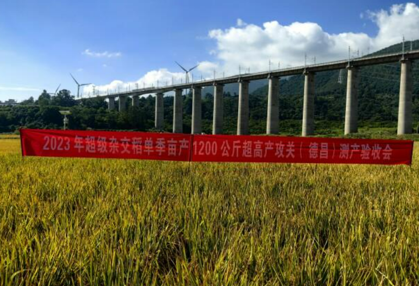 1251.5公斤！“超級(jí)稻”再創(chuàng)世界新紀(jì)錄