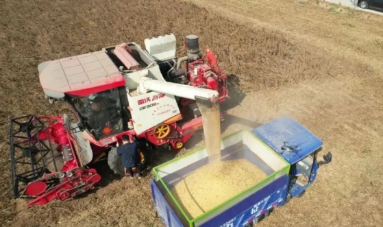 畝產(chǎn)321.82公斤！中原農(nóng)谷大豆實(shí)收測(cè)產(chǎn)刷新紀(jì)錄