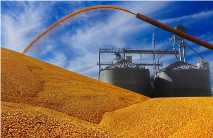 牢牢掌握小麥進口主導權(quán)