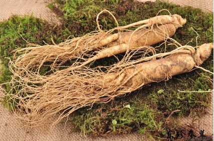 吉林省人參產(chǎn)業(yè)高質(zhì)量發(fā)展   “百草之王”走上進階路