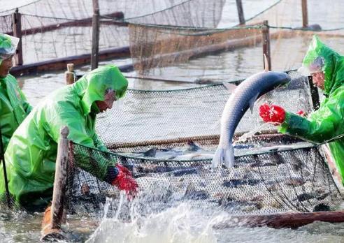 “青魚之鄉(xiāng)”江蘇無錫鵝湖鎮(zhèn)強化品牌建設(shè)助漁民增收