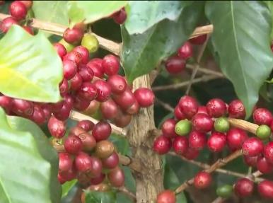 云南普洱：特色產(chǎn)業(yè)迎來快速發(fā)展 新業(yè)態(tài)“生機勃勃”