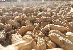 “中國(guó)花生之鄉(xiāng)”青島萊西精耕細(xì)作花生產(chǎn)業(yè)鏈——一?；ㄉ３猿Ｐ?></a></div><!-- img end -->	<div   id=