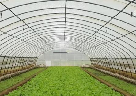 大數(shù)據(jù)、物聯(lián)網(wǎng)、傳感器 數(shù)智化技術(shù)推動(dòng)蔬菜產(chǎn)業(yè)高質(zhì)量發(fā)展