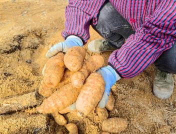 一個鄂西山鄉(xiāng)何以實現(xiàn)天麻“賣全國”？