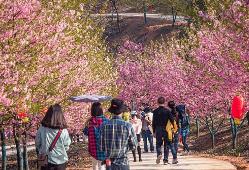 季節(jié)性花卉陸續(xù)綻放 錯峰出游哪里更值得去？