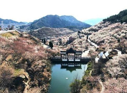 熱門賞花踏青目的地?zé)岫壬蠞q 你想去哪里春游？