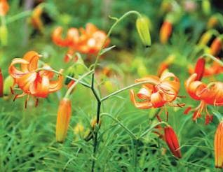 國內太空育種鮮花首次大規(guī)模面市 從哪里能買到？