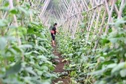 農業(yè)農村部發(fā)布2024年豇豆病蟲害綠色防控技術方案