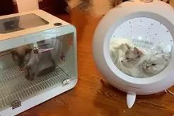 美容電器、智能貓廁……萌寵經(jīng)濟(jì)升溫！2025年市場規(guī)模將近500億元