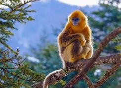 科技助力我國珍稀動(dòng)物數(shù)量穩(wěn)中有升