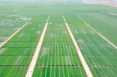 搶抓農(nóng)時 各地有序推進(jìn)春耕生產(chǎn)