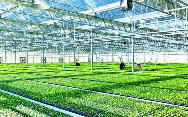 我國現(xiàn)代設施種植面積達4000萬畝