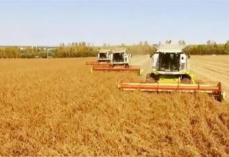 “三農(nóng)”基本盤進一步夯實 中國糧食自給率未來10年有望提高至91.5%