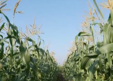 科技農(nóng)業(yè)“金棒子”撐起農(nóng)戶“錢袋子” 智慧農(nóng)業(yè)護航夏糧豐收