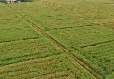 短生育期油菜新品種“中油早1號”再創(chuàng)佳績