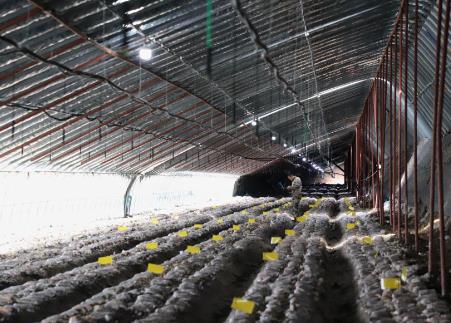 “小蘑菇”長成“大產業(yè)”