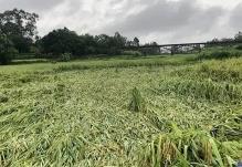 財政部安排農(nóng)業(yè)救災(zāi)資金14.16億元 支持各地病蟲害防控