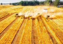 河南：確保糧食播種面積穩(wěn)定在1.6億畝以上