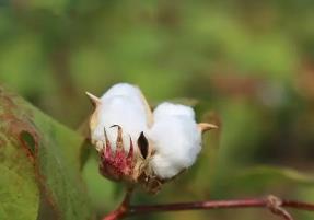 中國(guó)農(nóng)科院從棉花中發(fā)現(xiàn)新型高效殺蟲蛋白