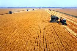 河南：糧食生產(chǎn)是一張王牌 2025年糧食產(chǎn)能達1400億斤有把握