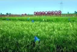 “中國黃花之鄉(xiāng)”山西大同推出《萱草正青》MV