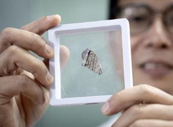 我國科學(xué)家發(fā)現(xiàn)中國最南端暴龍超科化石