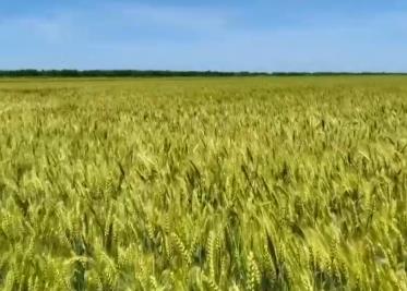 風(fēng)吹麥浪，豐收在望！ 科技賦能“三夏”生產(chǎn) 守好糧食飯碗