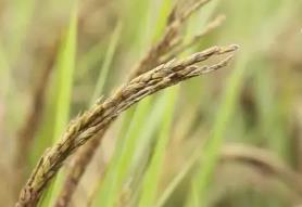 三大糧食作物完全成本保險和種植收入保險覆蓋全國