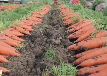 “種全國(guó)、賣全球” 小蘿卜“變身”致富大產(chǎn)業(yè) 擦亮中國(guó)特色農(nóng)業(yè)品牌