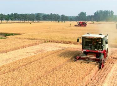 大面積機(jī)收開始 “中原糧倉”進(jìn)入麥?zhǔn)諘r刻