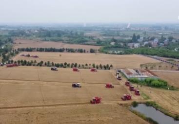 全國(guó)麥?zhǔn)者M(jìn)度已近兩成 我國(guó)夏糧小麥大面積開鐮